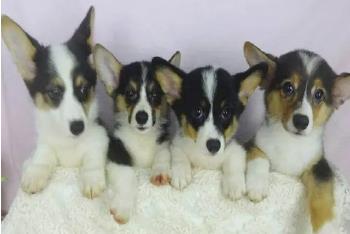 柯基专区 花色齐全选择多 宠物狗柯基犬