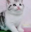 出售各种宠物猫