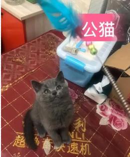 自己家宠物猫，健康干净